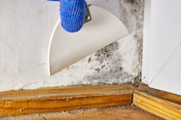 Best Environmental Consulting for Mold Prevention  in Soledad, CA